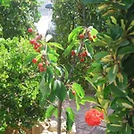 לינה וארוחת בוקר Accussi אלקאמו מרינה