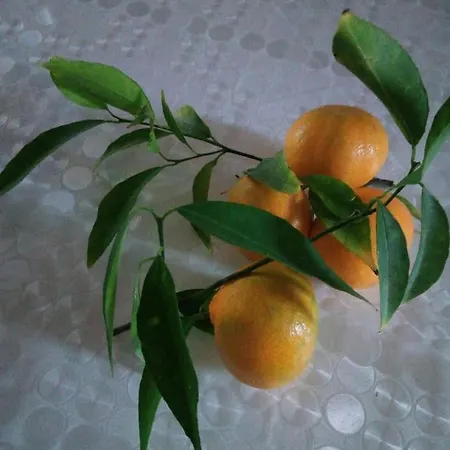 Accussi לינה וארוחת בוקר אלקאמו מרינה