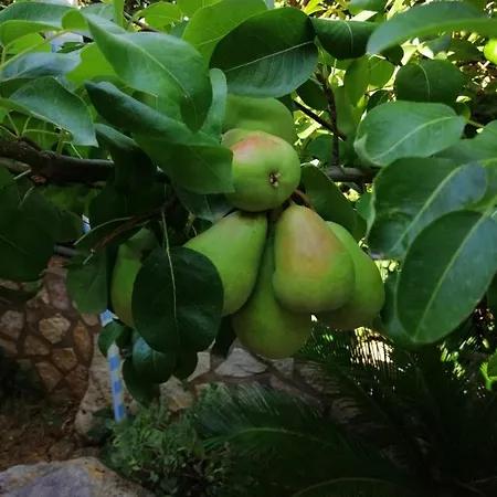 לינה וארוחת בוקר Accussi