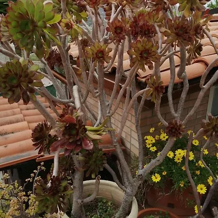 Accussi Bed & Breakfast