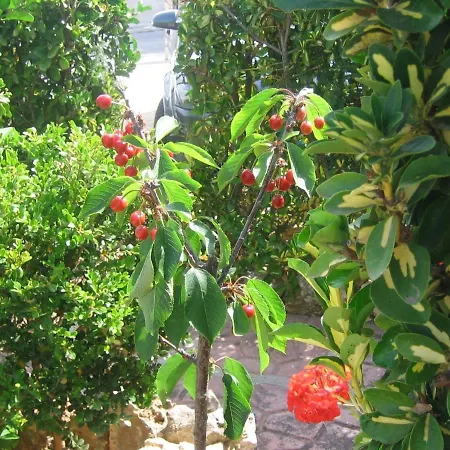 Bed & Breakfast Accussi Alcamo Marina