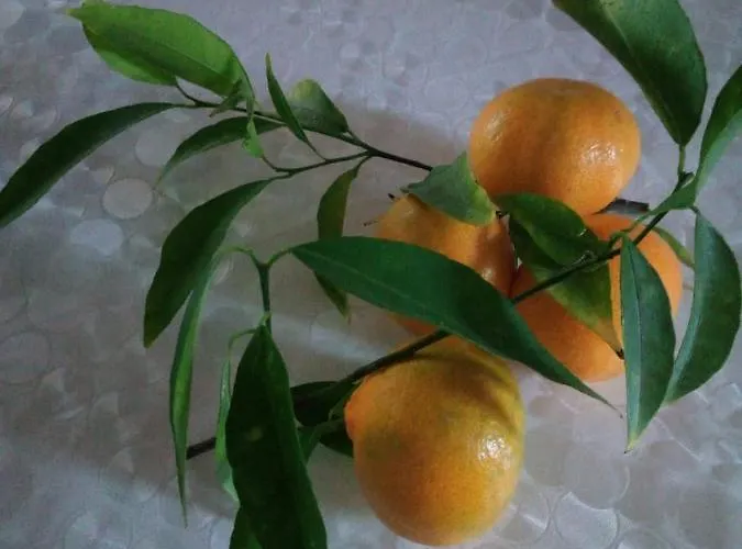 Accussi 住宿加早餐酒店 阿尔卡莫马里纳