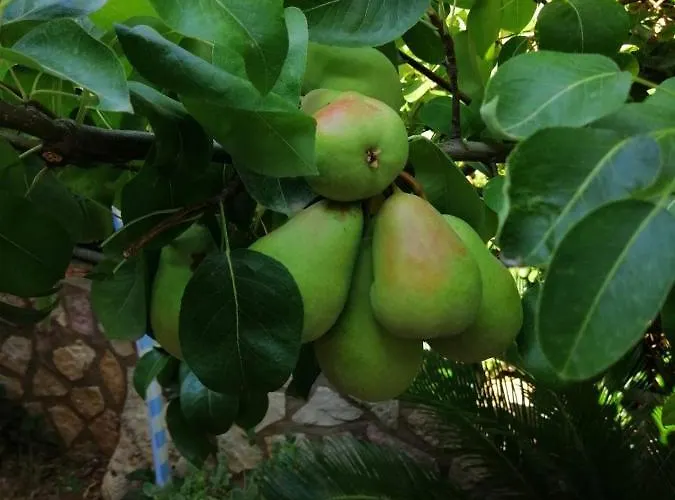 住宿加早餐酒店 Accussi