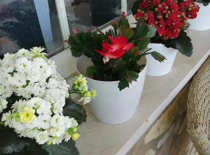 Accussi 阿尔卡莫马里纳