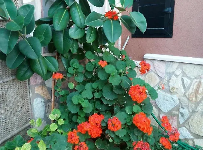 Accussi 住宿加早餐酒店 阿尔卡莫马里纳