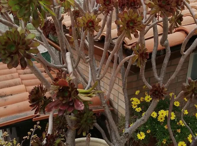 Accussi 住宿加早餐酒店