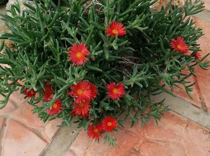 Accussi 住宿加早餐酒店