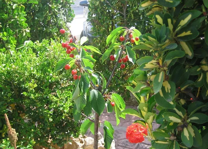 住宿加早餐酒店 Accussi 阿尔卡莫马里纳