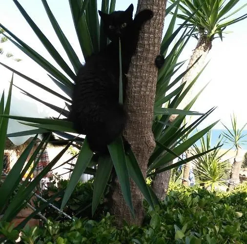 Accussi 住宿加早餐酒店 3*